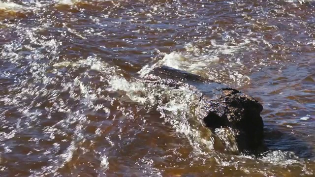 海浪拍打着海滩上的树。水拍打着海岸木材。小波浪冲过海岸线上的树木。视频下载