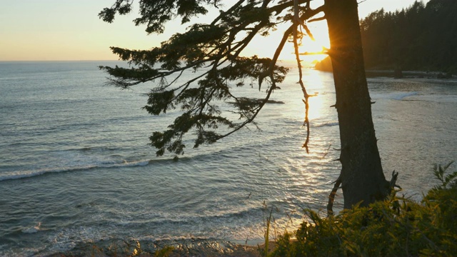 日落的海岸线和一棵松树在rialto海滩视频素材