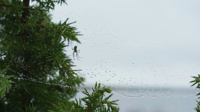 蜘蛛和网络。蛛网和晨露。闪亮的水滴在蜘蛛网上。蓝色背景视频下载