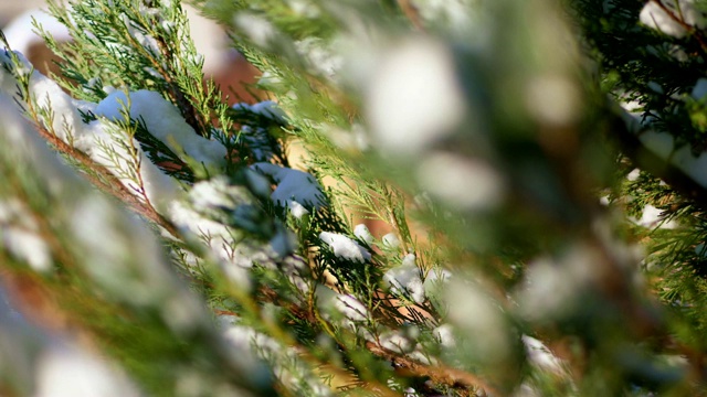 冬天，结霜，多雪，阳光明媚。特写，永远绿色的杜嘉灌木，在花园的花坛里藏着一层厚厚的雪视频素材