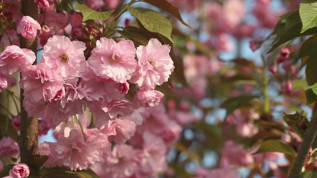 美丽的樱花树在春天盛开的4k镜头。近距离观察日本樱桃树的粉红色花朵视频下载