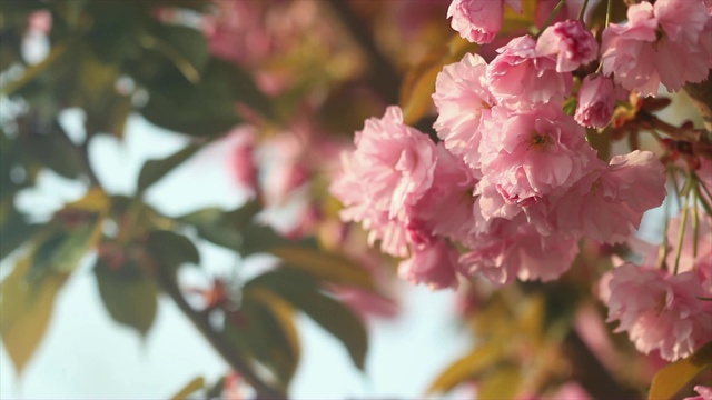 美丽的樱花树在春天盛开的4k镜头。近距离观察日本樱桃树的粉红色花朵视频下载