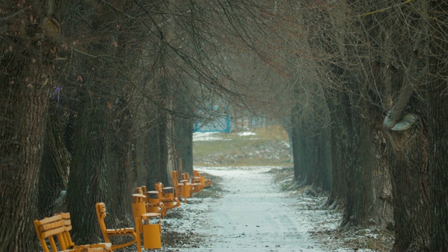 冬季公园的全景，有老树和道路视频素材