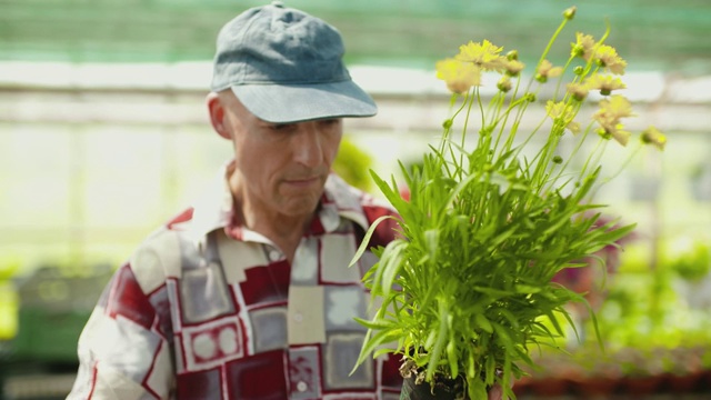 园丁在温室中检查盆栽植物视频素材