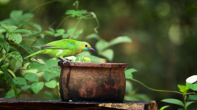 斯里兰卡的Jerdon's Leafbird视频素材