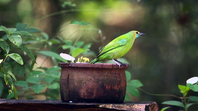 斯里兰卡的Jerdon's Leafbird视频素材