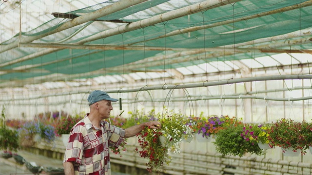 园丁在温室中检查盆栽植物视频素材