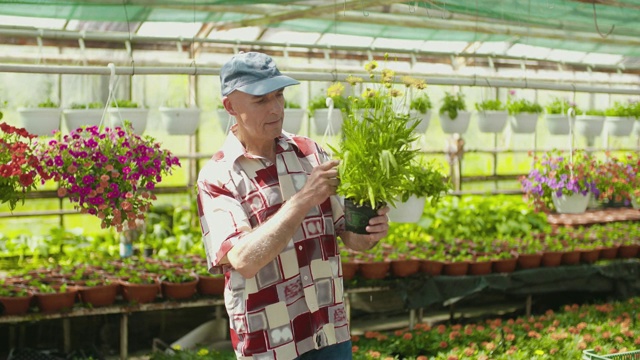 园丁在温室中检查盆栽植物视频素材