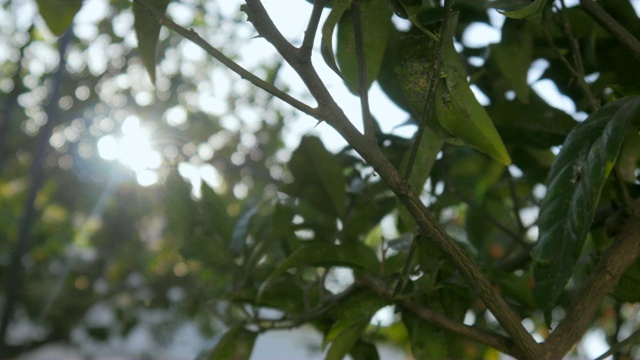 橙色花园的树木视频素材