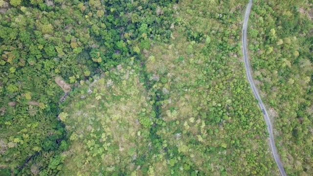 无人机鸟瞰图森林道路视频素材