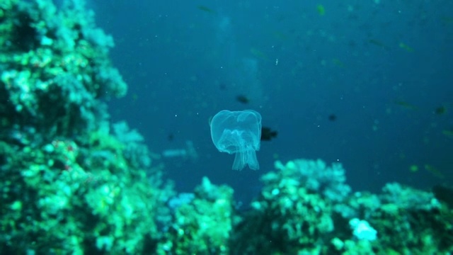 水下常见幼水母(Thysanostoma thysanura)视频素材