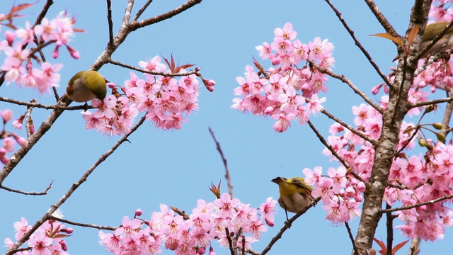 春天，山雀坐在花园里粉红色樱花盛开的树枝间视频素材