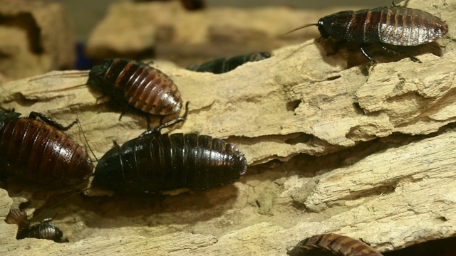 马达加斯加嘶嘶(Gromphadorhina portentosa)蟑螂视频素材