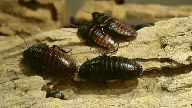 马达加斯加嘶嘶(Gromphadorhina portentosa)蟑螂视频素材