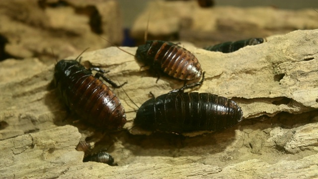 马达加斯加嘶嘶(Gromphadorhina portentosa)蟑螂视频素材