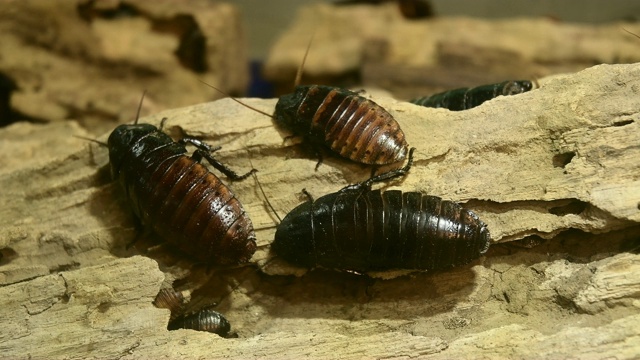 马达加斯加嘶嘶(Gromphadorhina portentosa)蟑螂视频素材