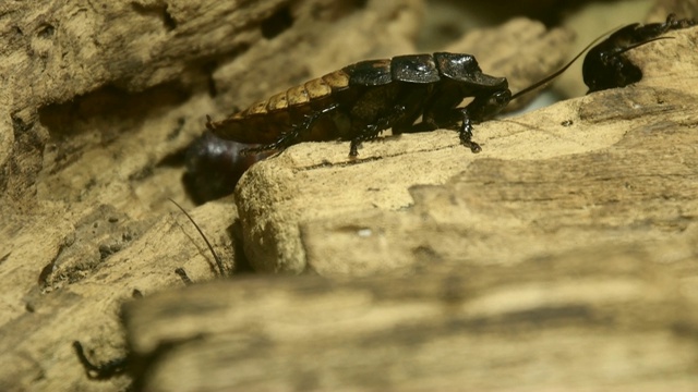 马达加斯加嘶嘶(Gromphadorhina portentosa)蟑螂视频素材