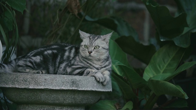 猫在后院四处张望。视频素材