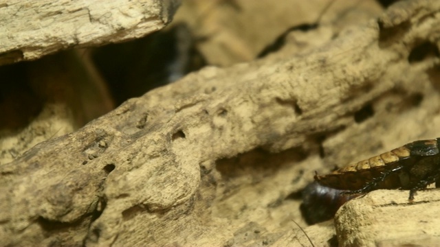 马达加斯加嘶嘶(Gromphadorhina portentosa)蟑螂视频素材