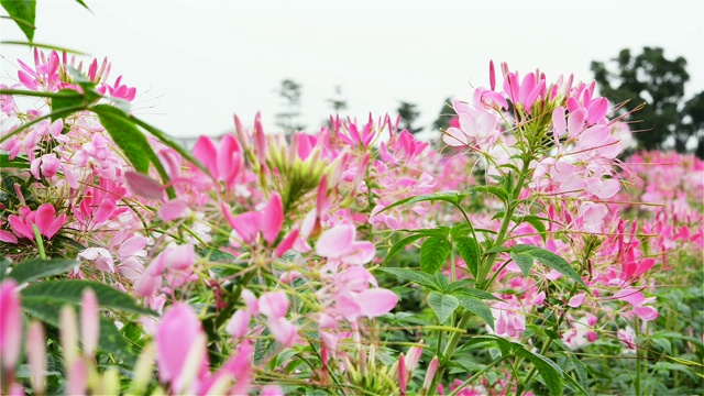 户外美丽的花朵视频素材