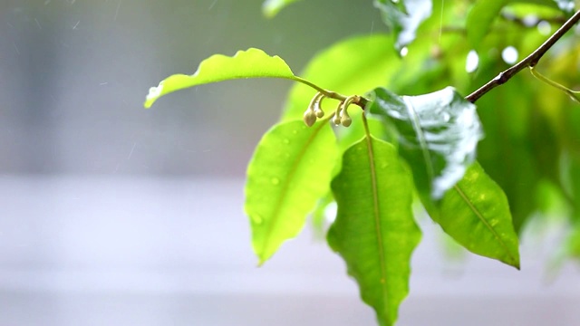 近距离拍摄的摆动，移动，湿枝与树叶在雨和一些水滴飞溅视频素材