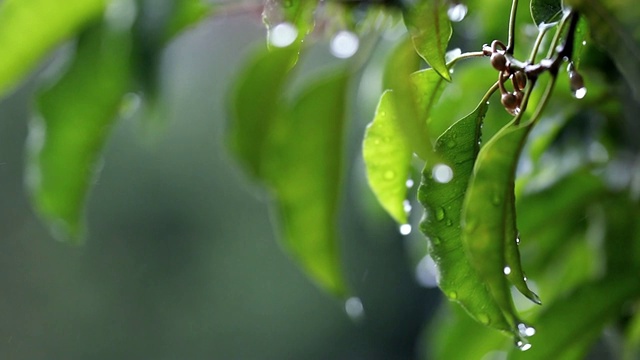 近距离拍摄的摆动，移动，湿枝与树叶在雨和一些水滴飞溅视频下载