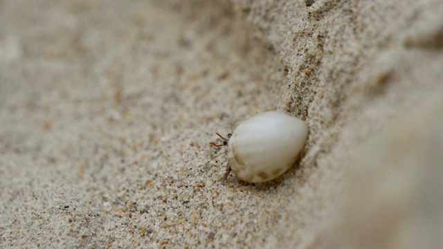 寄居蟹(Dardanus megistos)是海滩上的甲壳类动物视频素材