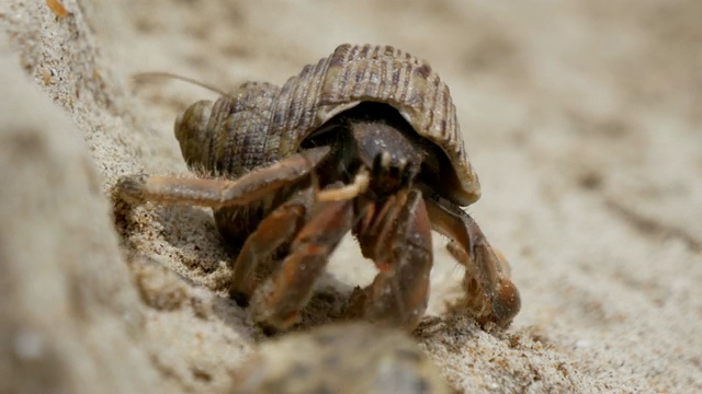 寄居蟹(Dardanus megistos)是海滩上的甲壳类动物视频素材