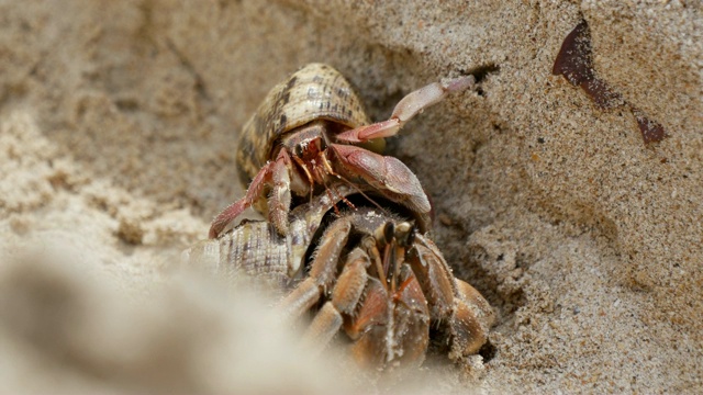 寄居蟹(Dardanus megistos)是海滩上的甲壳类动物视频素材