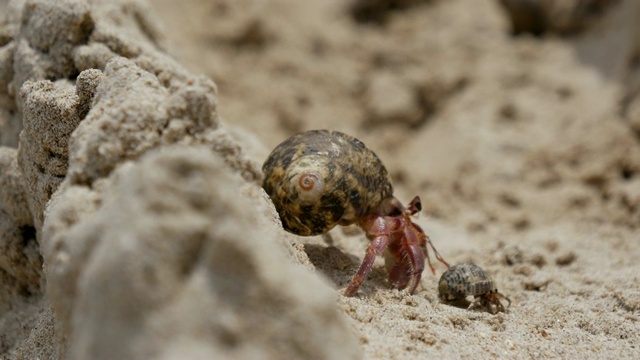 寄居蟹(Dardanus megistos)是海滩上的甲壳类动物视频素材