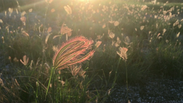 日落芦苇草地背景视频素材