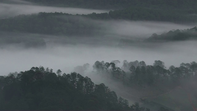 薄雾在松林中飘动视频素材