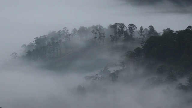 薄雾在松林中飘动视频素材