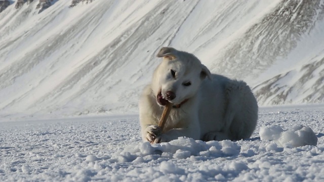 狗在雪中啃树枝，宽镜头视频素材