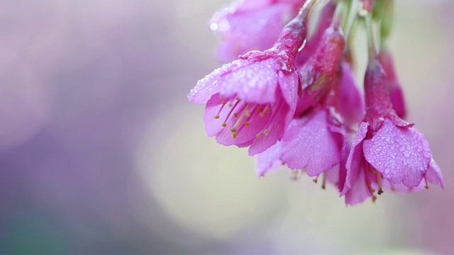 模糊的背景上是粉红色的樱花视频素材