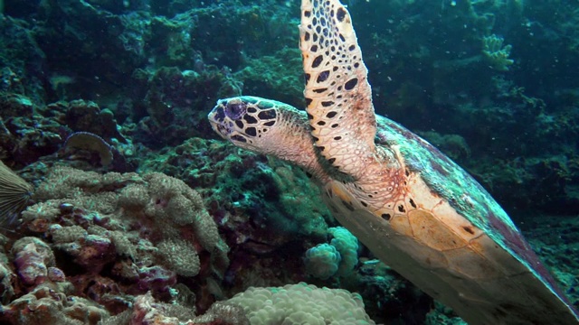 水下极度濒危的玳瑁海龟(Eretmochelys imbricata)在珊瑚礁视频素材