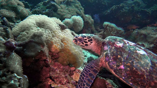 水下极度濒危的玳瑁海龟(Eretmochelys imbricata)，吃珊瑚视频素材