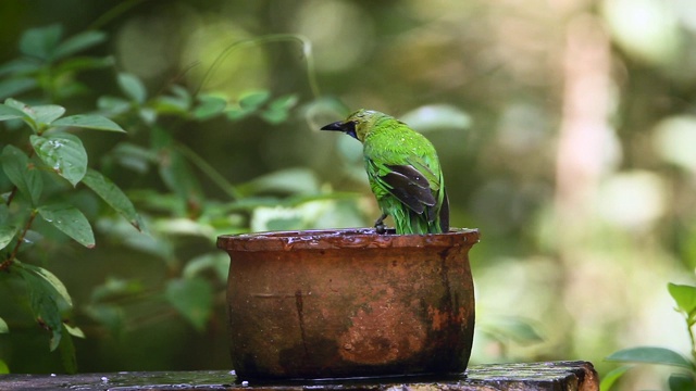 斯里兰卡的Jerdon's Leafbird视频素材