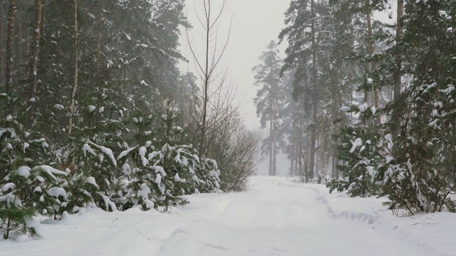 松林里下雪了。视频素材