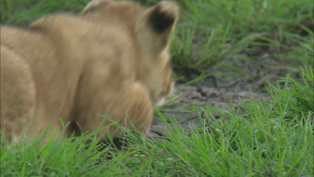 坦桑尼亚塞伦盖蒂国家公园的草地上，小狮子们在一起玩耍视频素材