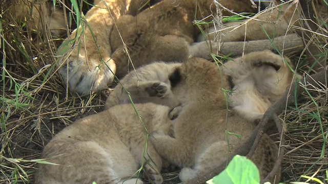 坦桑尼亚塞伦盖蒂国家公园的小狮子躺在灌木丛中视频素材