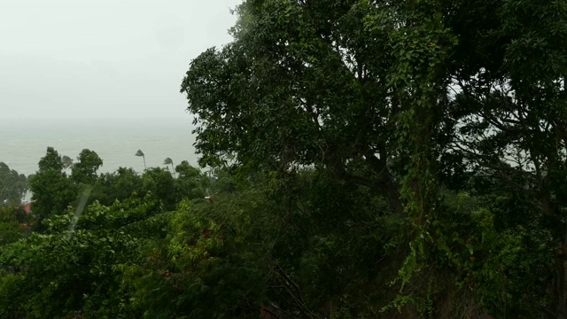 帕布台风，海洋海岸，泰国。自然灾害，眼墙飓风。强烈的极端气旋风摇动棕榈树。热带雨季洪水泛滥，热带风暴天气严重，雷暴视频素材