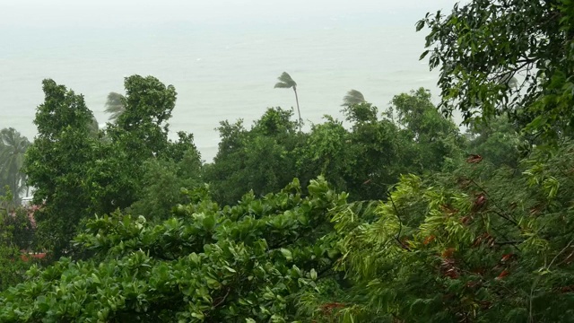 帕布台风，海洋海岸，泰国。自然灾害，眼墙飓风。强烈的极端气旋风摇动棕榈树。热带雨季洪水泛滥，热带风暴天气严重，雷暴视频素材