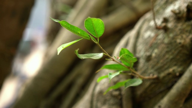 树林里一棵大树上的小植物视频素材