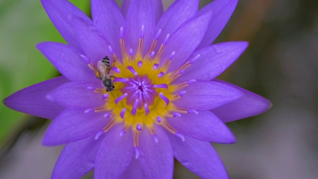 蜜蜂为莲花授粉视频素材