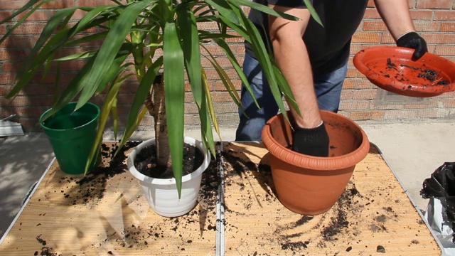 雄性移植植株。阳光灿烂的日子视频素材