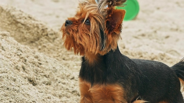 沙滩上的小约克郡犬视频素材