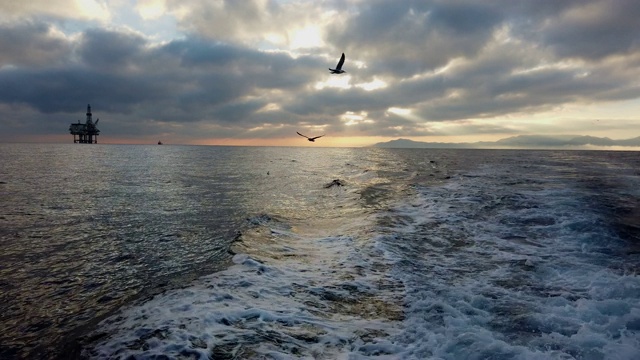 海鸥，塘鹅，观鲸和观鸟，Bermeo, Bizkaia, Cantabrian海，巴斯克地区，西班牙，欧洲视频素材