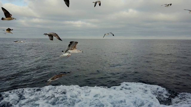 海鸥，塘鹅，观鲸和观鸟，Bermeo, Bizkaia, Cantabrian海，巴斯克地区，西班牙，欧洲视频素材