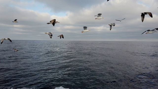 海鸥，塘鹅，观鲸和观鸟，Bermeo, Bizkaia, Cantabrian海，巴斯克地区，西班牙，欧洲视频素材